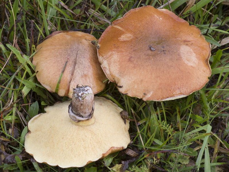 Suillus luteus